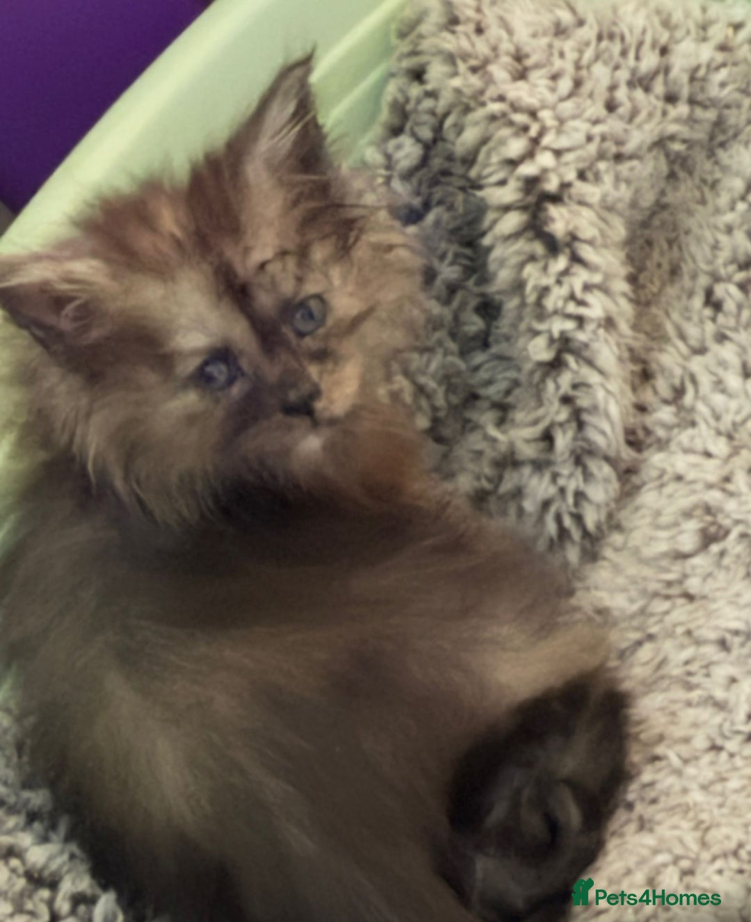 Maine Coon cats for sale: Beautiful maincoon kittens ready now  - Advert 4