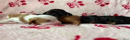 Cavalier King Charles Spaniel dogs for sale: Registered Cavalier King Charles Spaniel Puppies - Advert 10