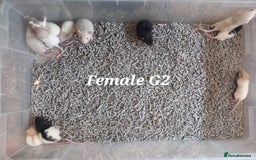 Rat rodents for sale: Beautiful baby rats  - Image 7