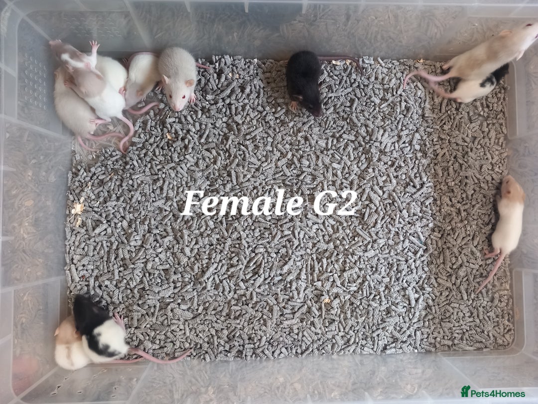 Rat rodents for sale: Beautiful baby rats  - Image 7