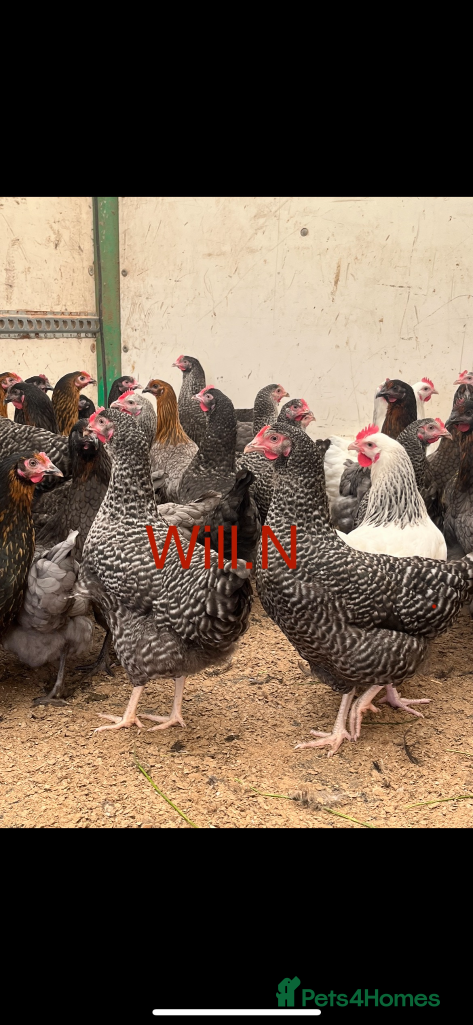 Chickens poultry Speckledys point of lay pullets (various others) - Advert 1
