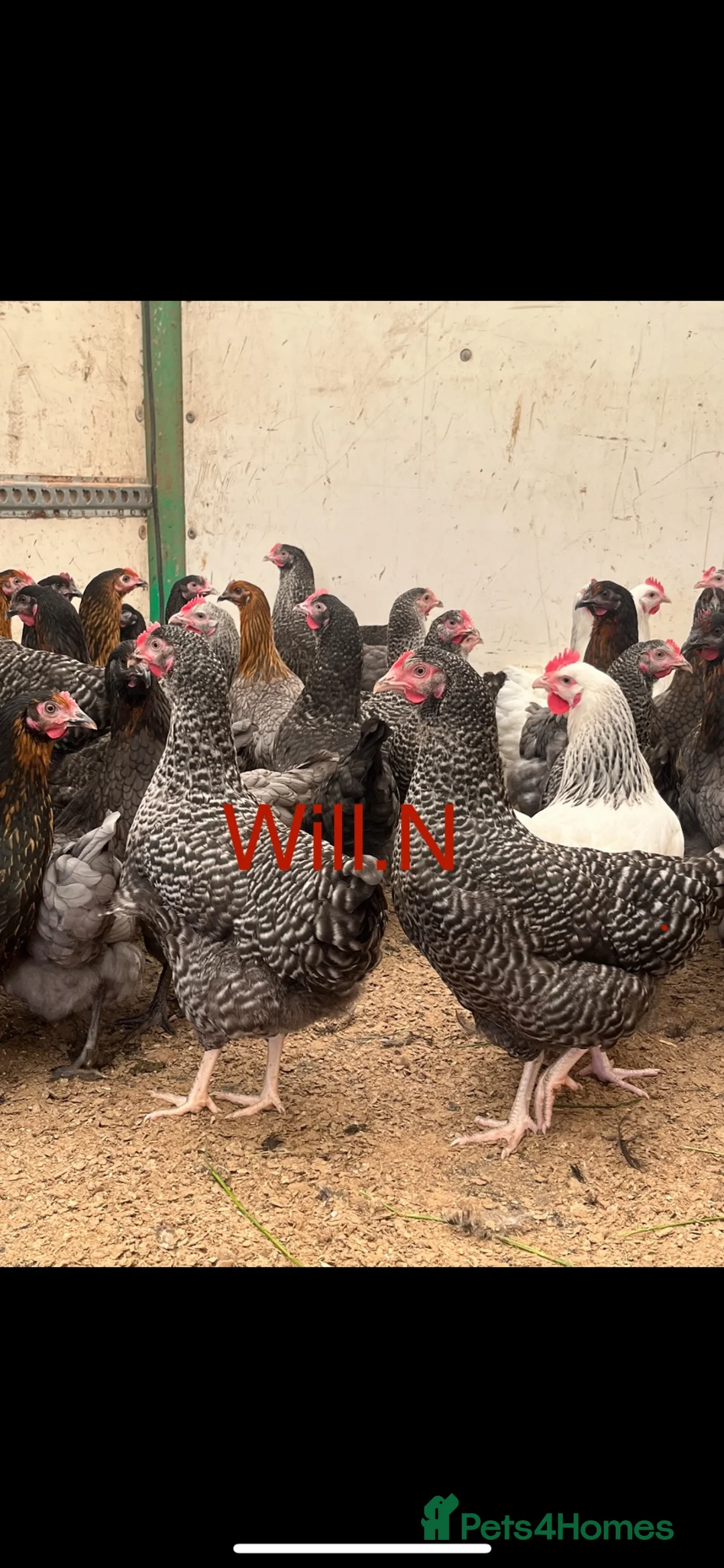 Chickens poultry for sale: Speckledys point of lay pullets (various others) - Advert 1