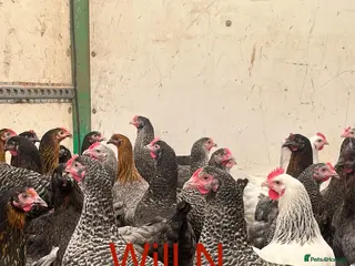 Chickens poultry Speckledys point of lay pullets (various others) - Advert 1