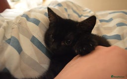 European cats for sale: Kitten ready to leave - Image 9