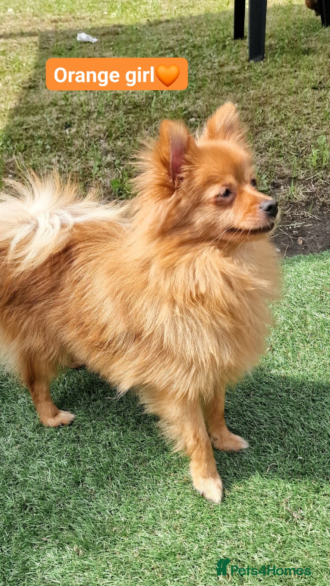 Pomeranian dogs for sale: Tiny pomeranian puppies in Bolton - Image 6