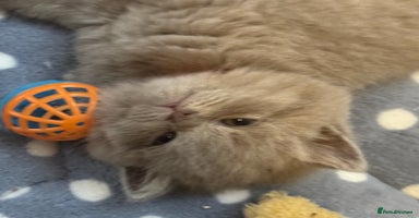 British Shorthair cats - Advert 5
