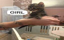 Mixed Breed cats for sale: Kittens - Image 8