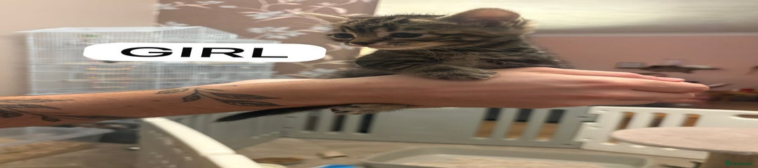 Mixed Breed Kitten 5