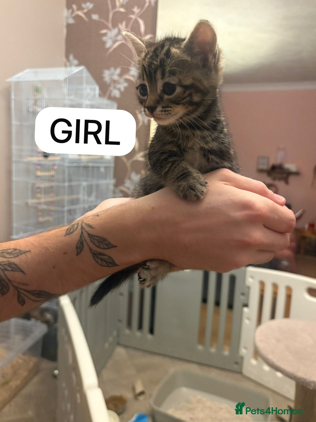 Mixed Breed cats for sale: Kittens - Image 8