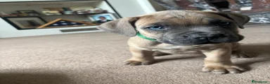 Cane Corso 4