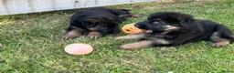 German Shepherd dogs for sale: 🐾🐶 GERMAN SHEPHERD PUPPIES FOR SALE 🐶🐾 in King's Lynn - Advert 6