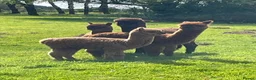 Alpaca livestock for sale: 4 female alpacas looking for good home together  in Norwich - Advert 5