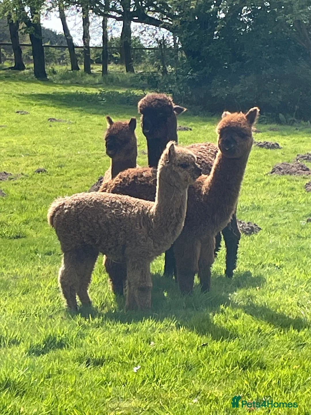 Alpaca livestock for sale: 4 female alpacas looking for good home together  in Norwich - Advert 5