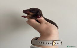 Miniature Dachshund dogs for sale: Gorgeous Miniature Dachshunds ready Dec - Image 2