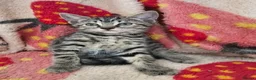 Mixed Breed cats for sale: Mixed kitten litter in Warrington - Advert 9