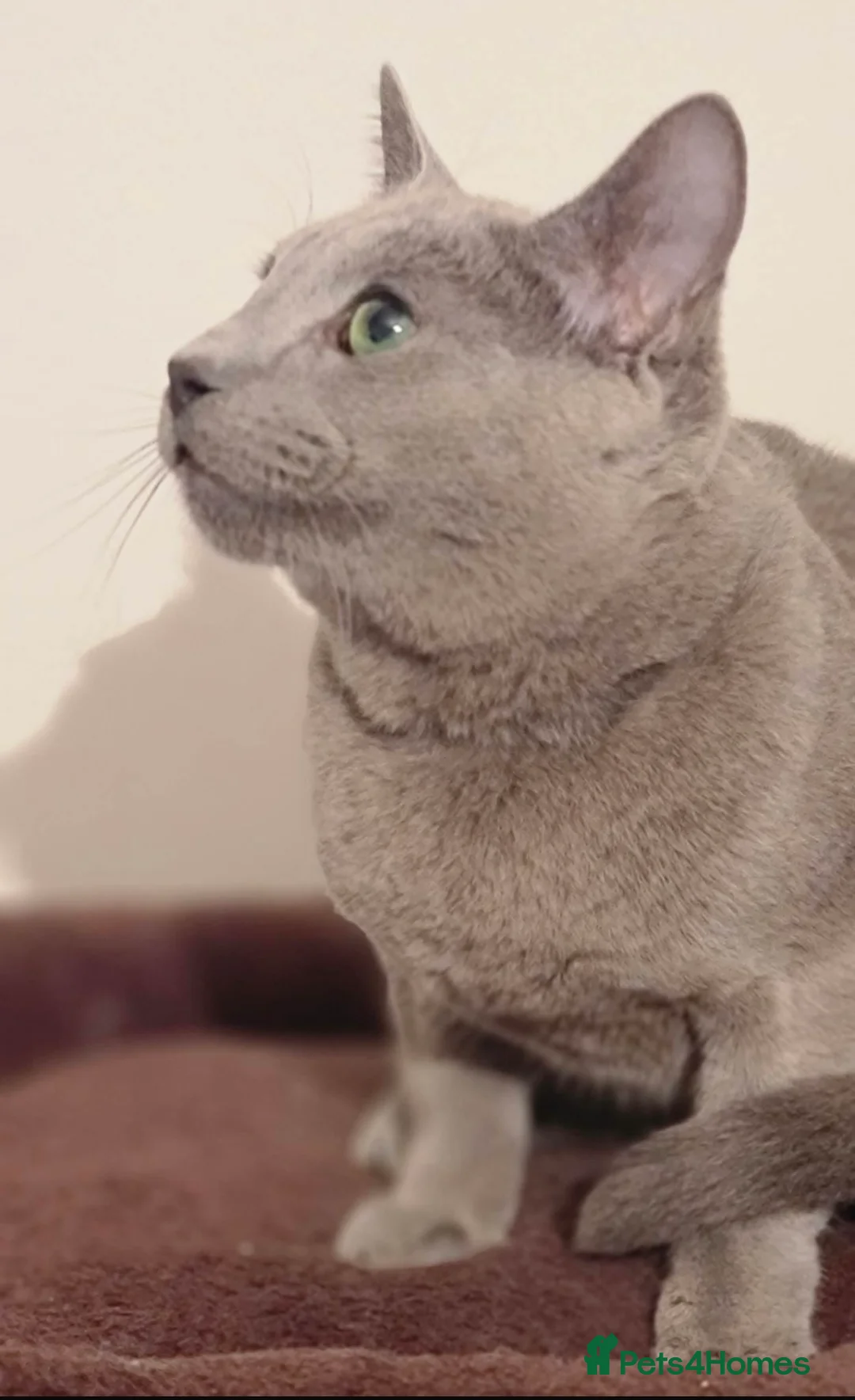 Russian Blue cats for stud: TiCA AND GCCF DUAL REGISTERED RUSSIAN BLUE BOY - Advert 3