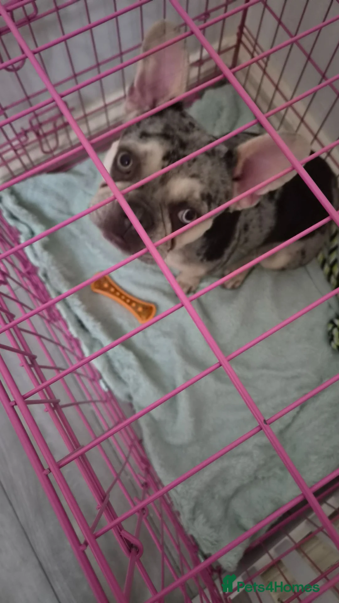 French Bulldog dogs for sale: Beautiful French bulldog girl  - Advert 1