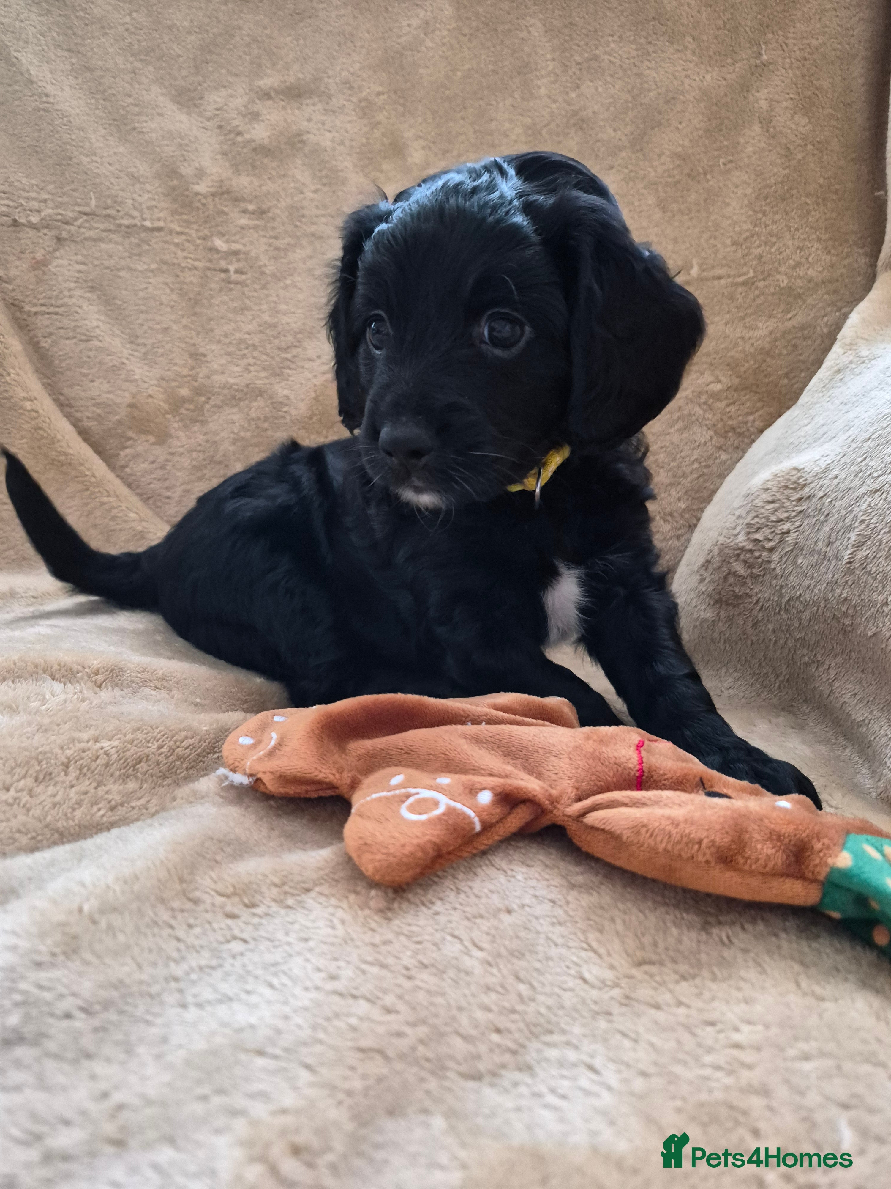 Mixed Breed dogs Last 3 puppy's Gorgeous cockapoo/Springapoo pups - Advert 1