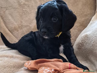 Mixed Breed dogs Last 3 puppy's Gorgeous cockapoo/Springapoo pups - Advert 13