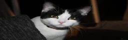 Mixed Breed cats for sale: Flynn Aged 2 - Advert 1