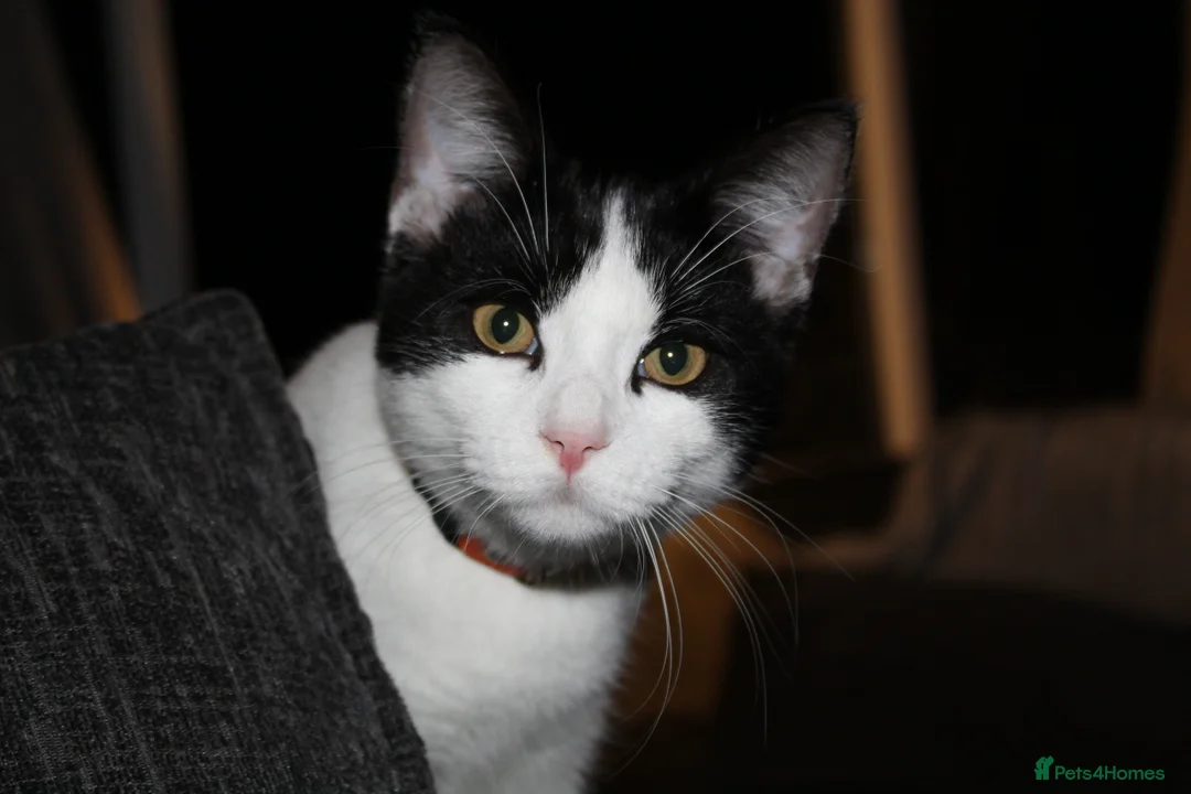 Mixed Breed cats for sale: Flynn Aged 2 - Advert 1