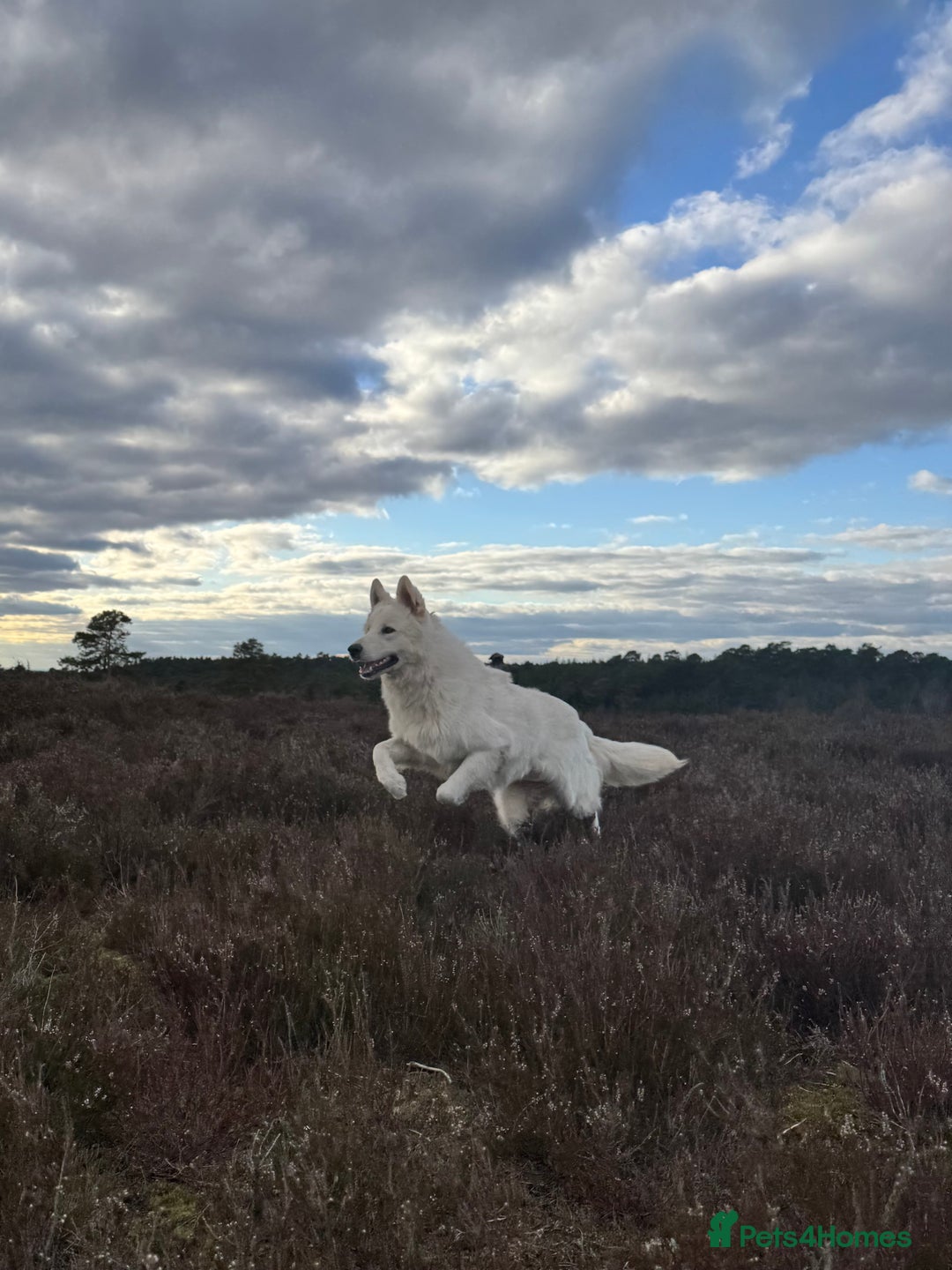 White Swiss Shepherd dogs for stud: White Swiss Shepherd Dog-Stud Available  - Advert 3