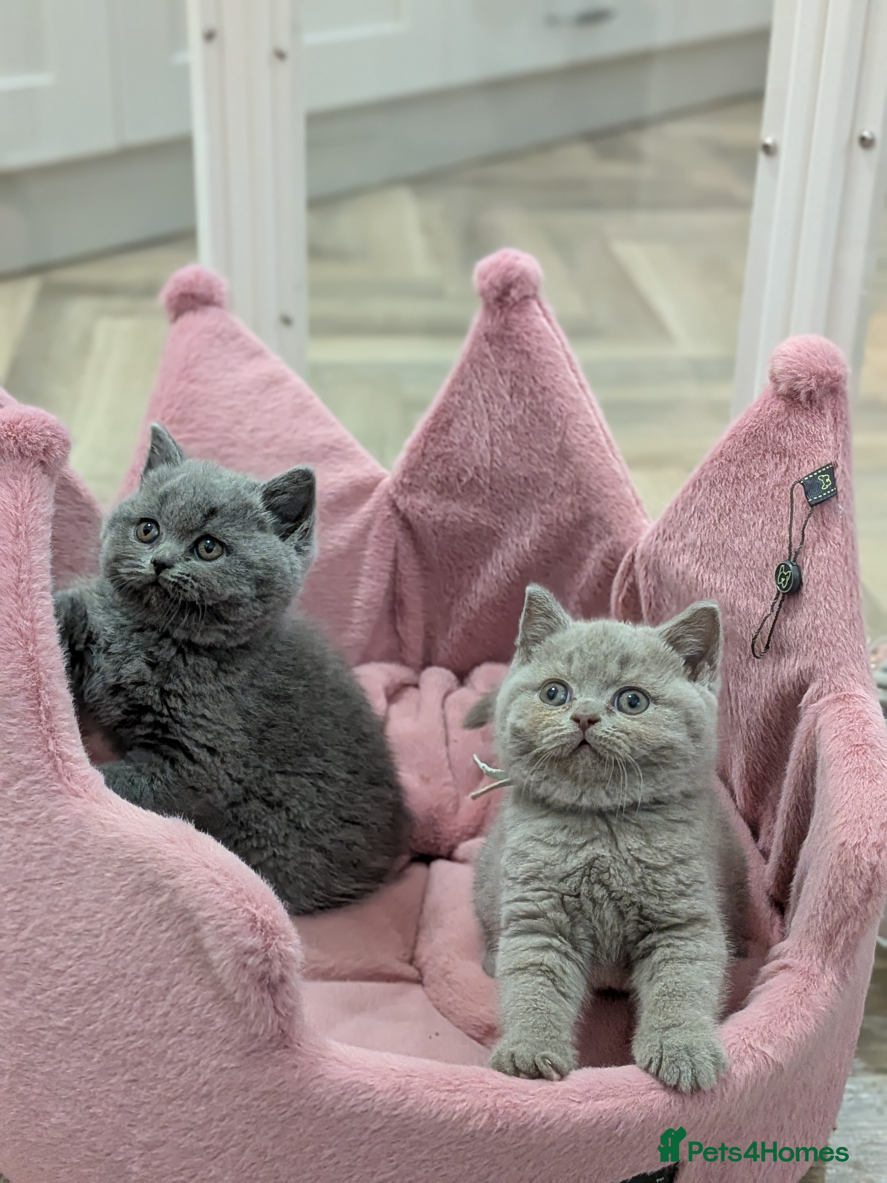 British Shorthair cats British Shorthair kittens  - Advert 6