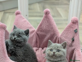 British Shorthair cats British Shorthair kittens - Advert 6