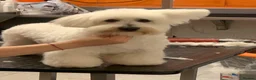 Coton De Tulear dogs for stud: Roger the dodger, available at studs.  - Advert 11