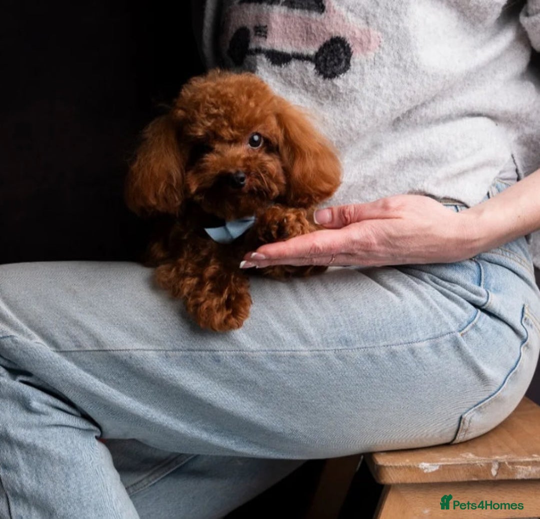 Yorkiepoo dogs for sale: 🐾 Tiny Yorkiepoo Puppies – Ready 29th August! 🐾 - Image 16