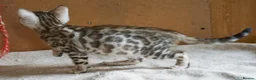 Bengal cats for sale: Gorgeous Bengal Girl Kitten - Advert 4