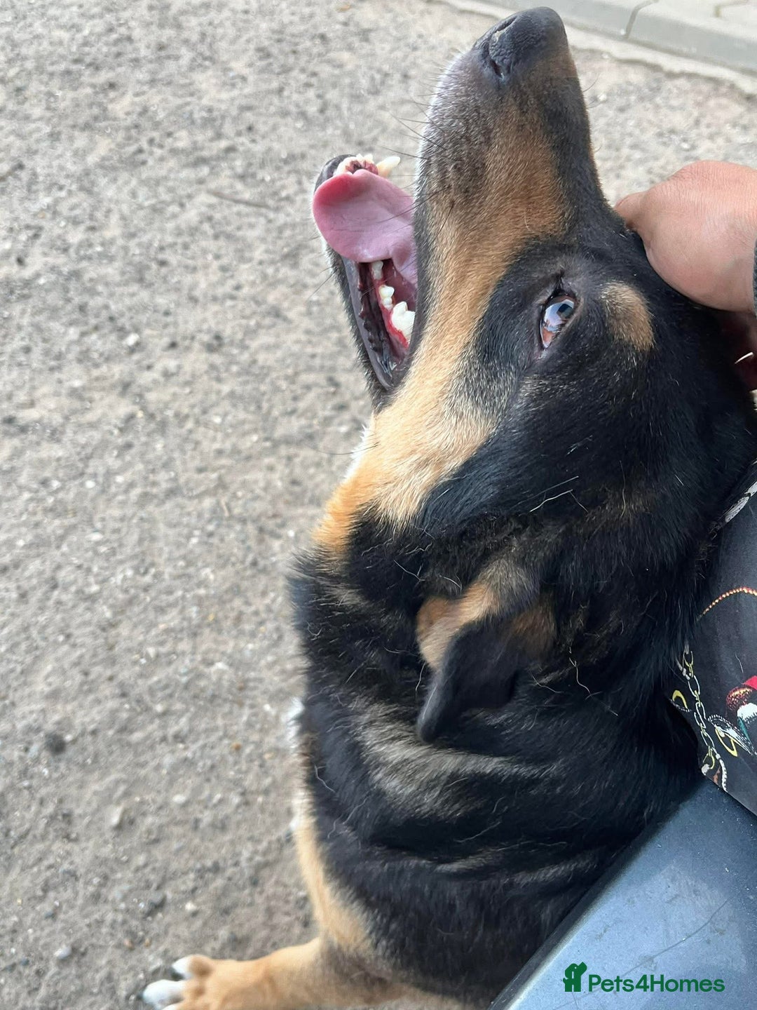 Mixed Breed dogs for adoption: Batman - Norwich Norfolk  - Advert 5