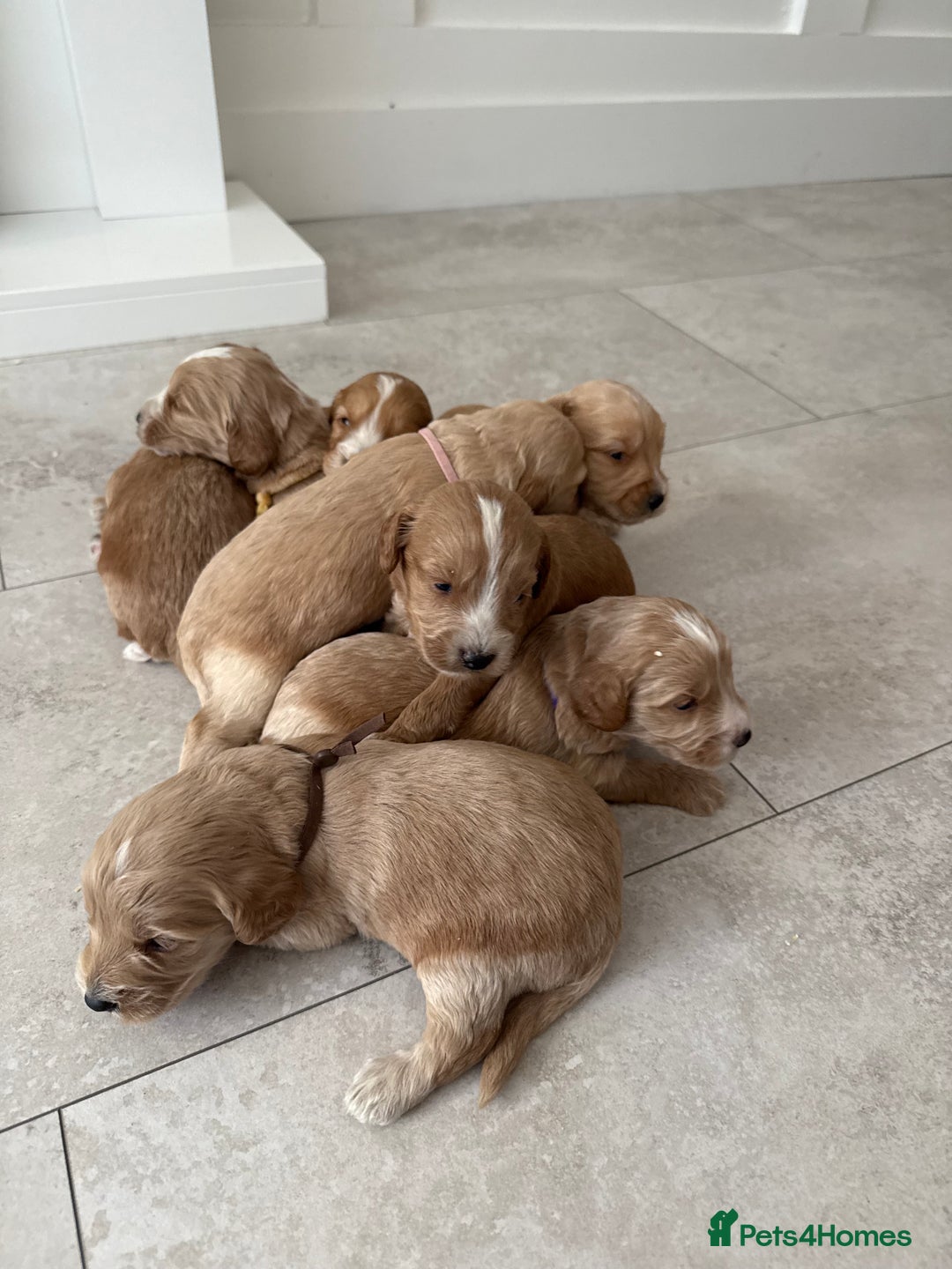Cockapoo dogs for sale: 8 beautiful F1 cockapoo puppies - Image 4