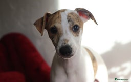 Whippet dogs for sale: 2 x male pedigree Whippet Pups - Image 7