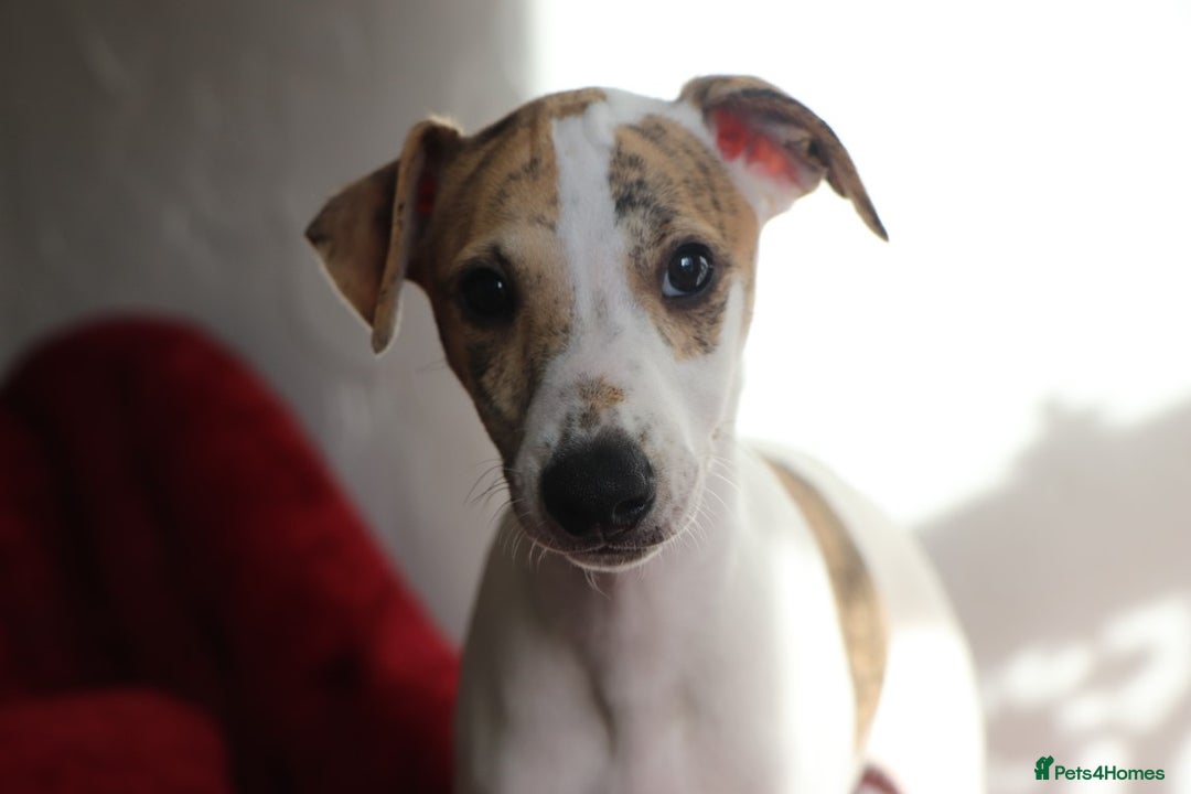 Whippet dogs for sale: 2 x male pedigree Whippet Pups - Image 7