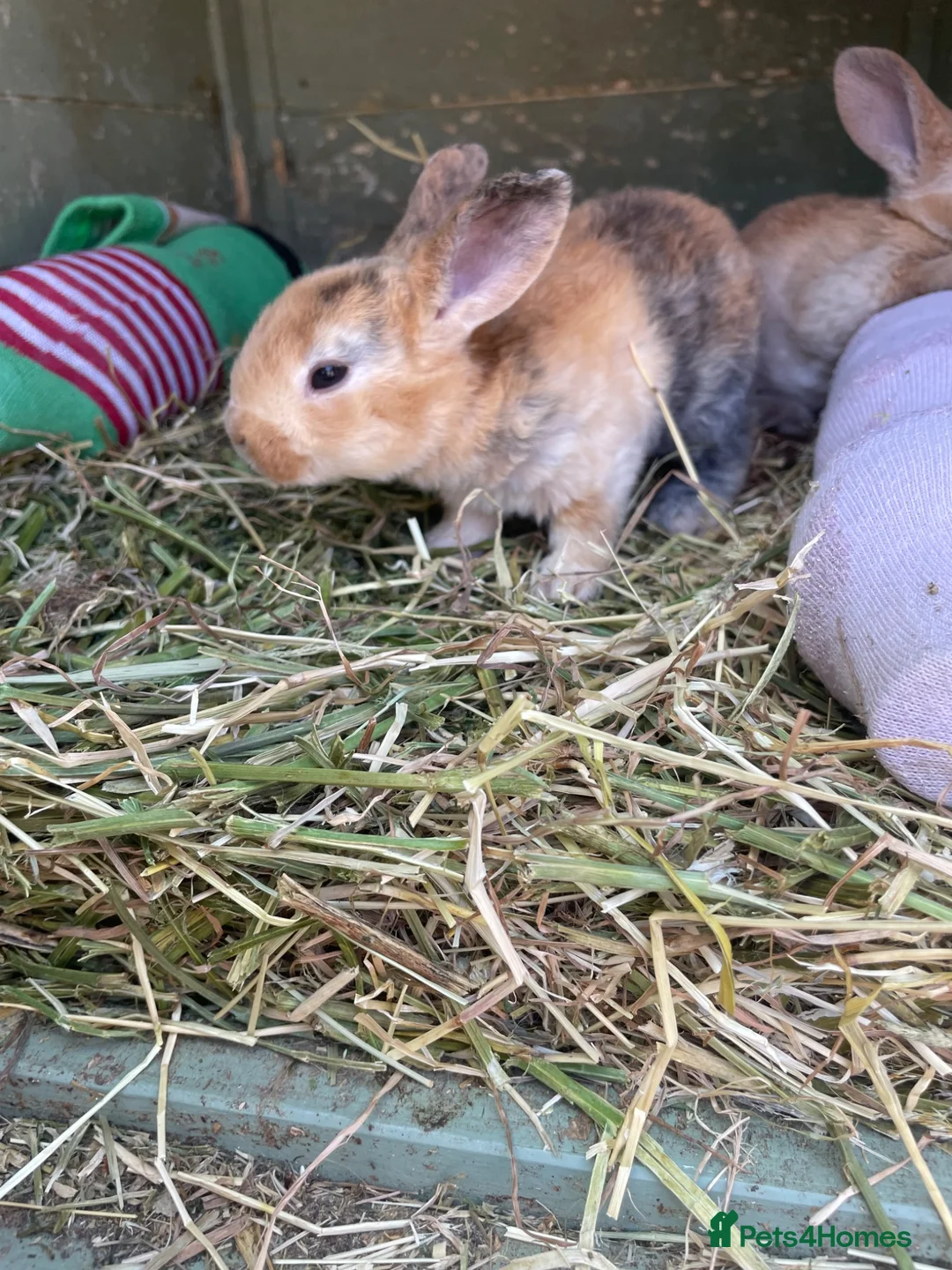 Mixed Breed rabbits for sale: Mixed sex Rex mix babies  - Advert 10