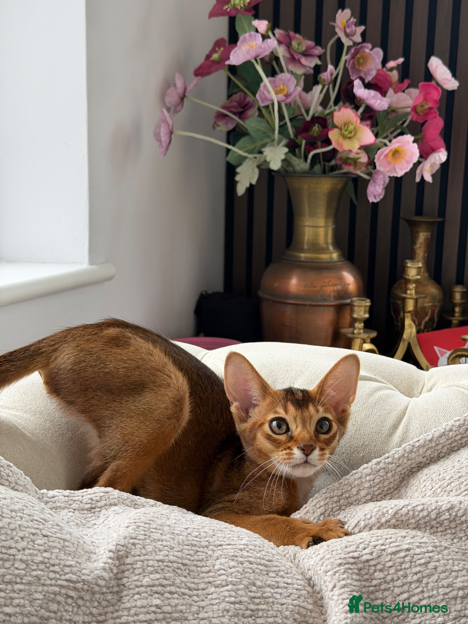 Abyssinian cats Pure breed Abyssinian kitten GCCF registered  - Advert 2