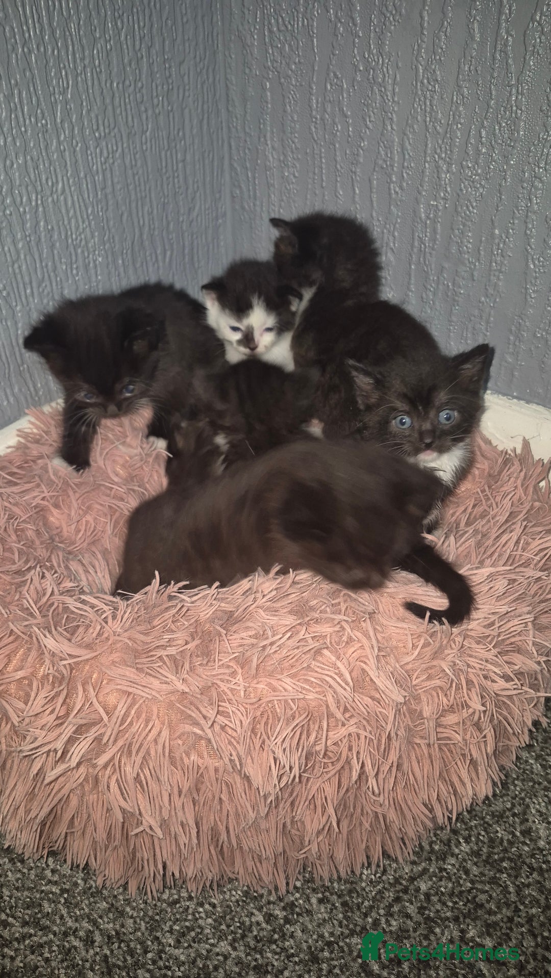British Shorthair cats for sale: 7 kittens available from beginning of October.  - Image 2