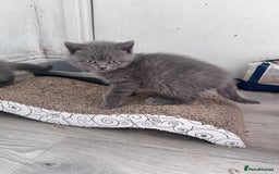 British Shorthair cats for sale: Chunky BSH kittens - Image 16