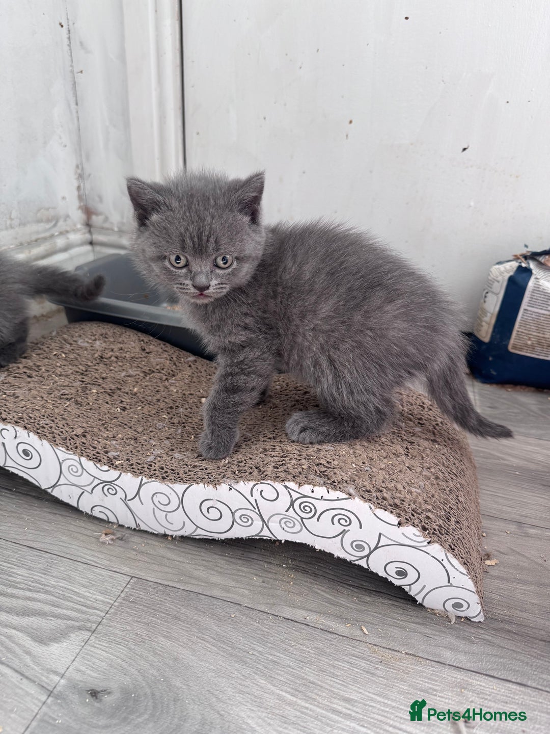 British Shorthair cats for sale: Chunky BSH kittens - Image 16