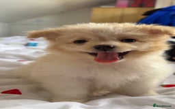 Mixed Breed dogs for sale: Beautiful Pomachons  - Image 2