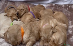 Golden Retriever dogs for sale: OUTSTANDING PEDIGREE GOLDEN RETRIVER PUPPIES KC - Image 26