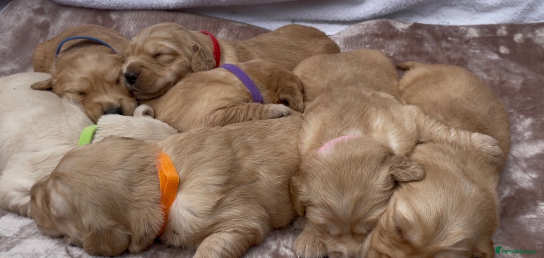 Golden Retriever dogs for sale: OUTSTANDING PEDIGREE GOLDEN RETRIVER PUPPIES KC - Image 26
