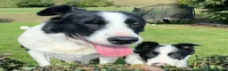 Border Collie dogs for sale: Gorgeous Male Collie Pup! Ready Now!  - Advert 7
