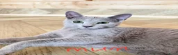 Russian Blue cats for sale: Stunning Russian Blue Kitten – TICA Pedigree in Hounslow - Advert 2