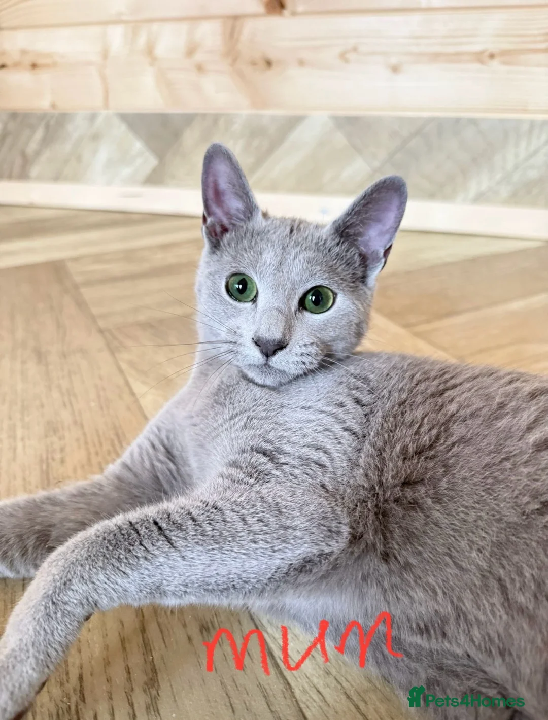 Russian Blue cats for sale: Stunning Russian Blue Kitten – TICA Pedigree in Hounslow - Advert 2