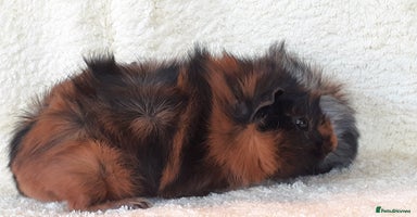 Guinea Pig rodents - Advert 14