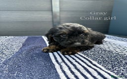Cockapoo dogs for sale: F1 cockapoo puppies - Image 15