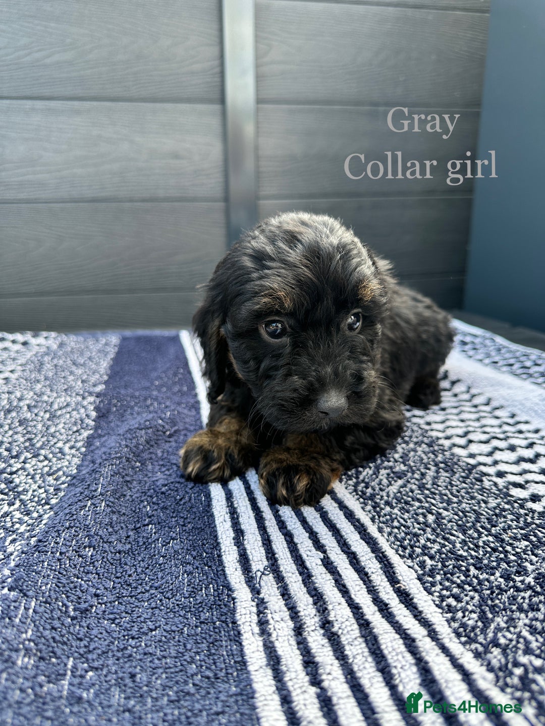 Cockapoo dogs for sale: F1 cockapoo puppies - Image 15