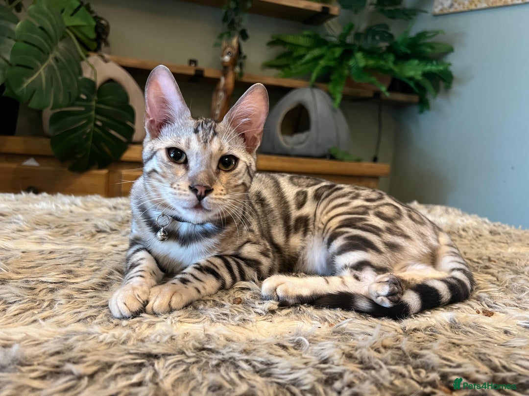 Bengal cats for sale: Beautiful Bengal Kittens Ready for Forever Homes - Image 27